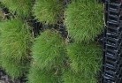 Pebbly Beachlawn-and-turf-7.jpg; ?>